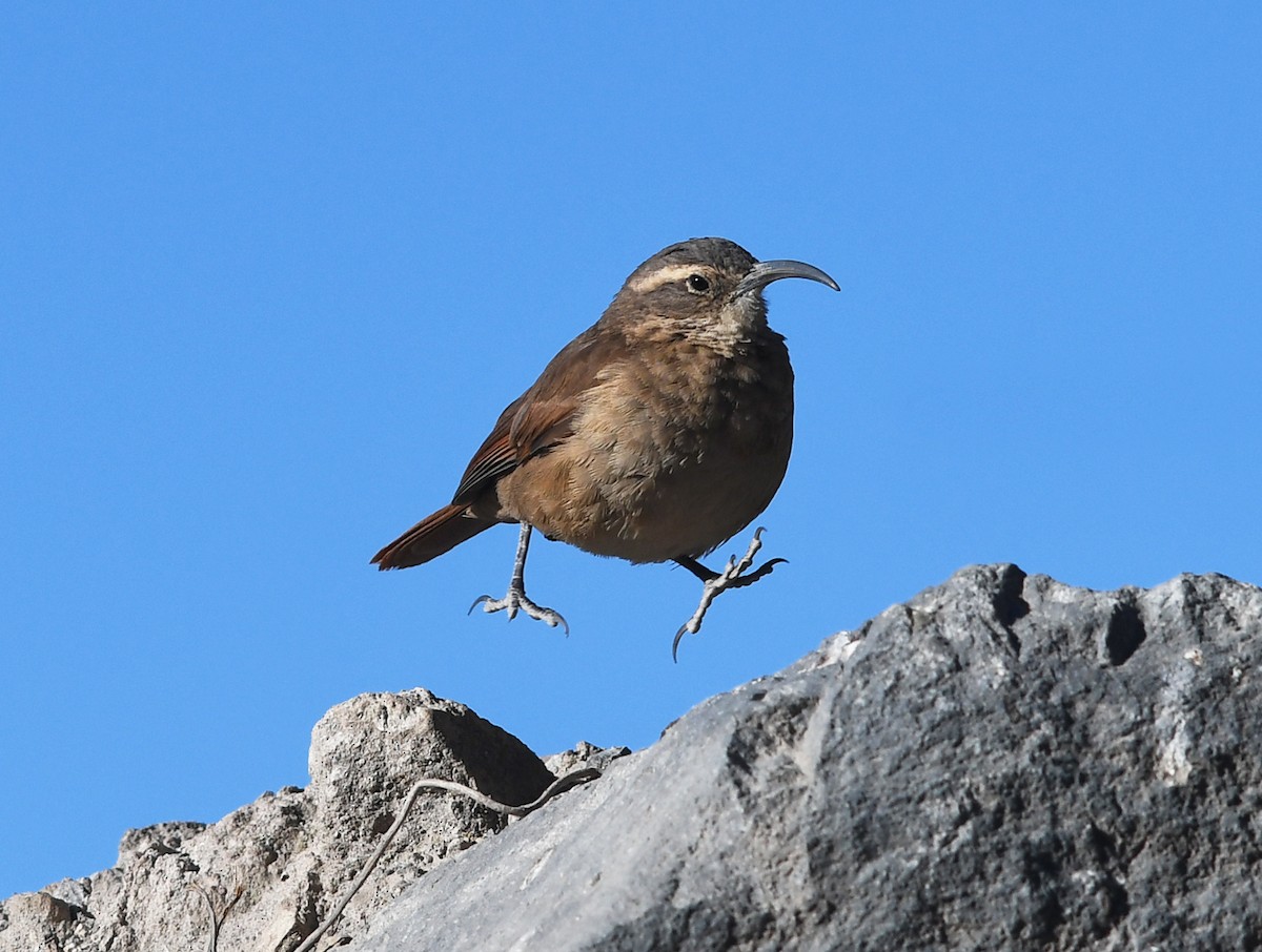White-throated Earthcreeper - ML477791251