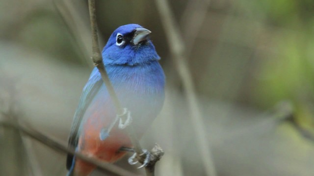 Rose-bellied Bunting - ML477792
