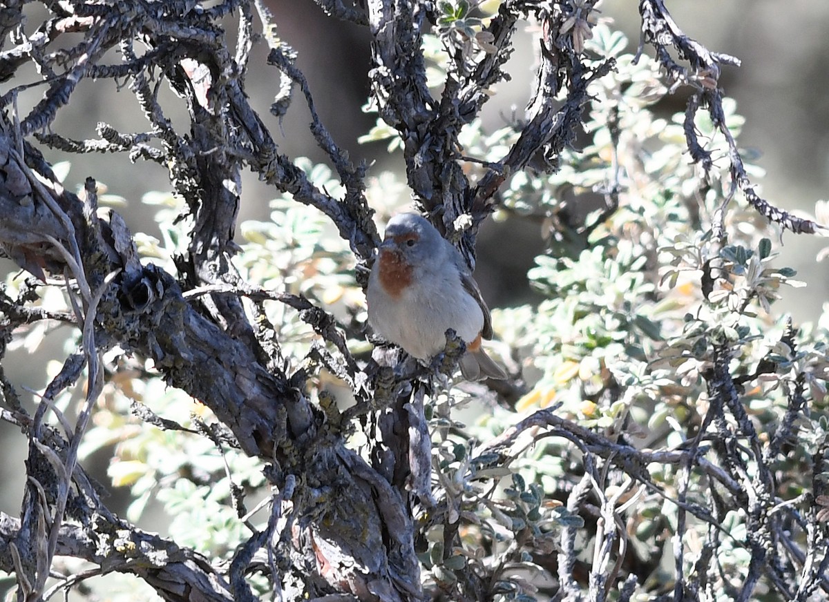 Tamarugo Conebill - ML477792091