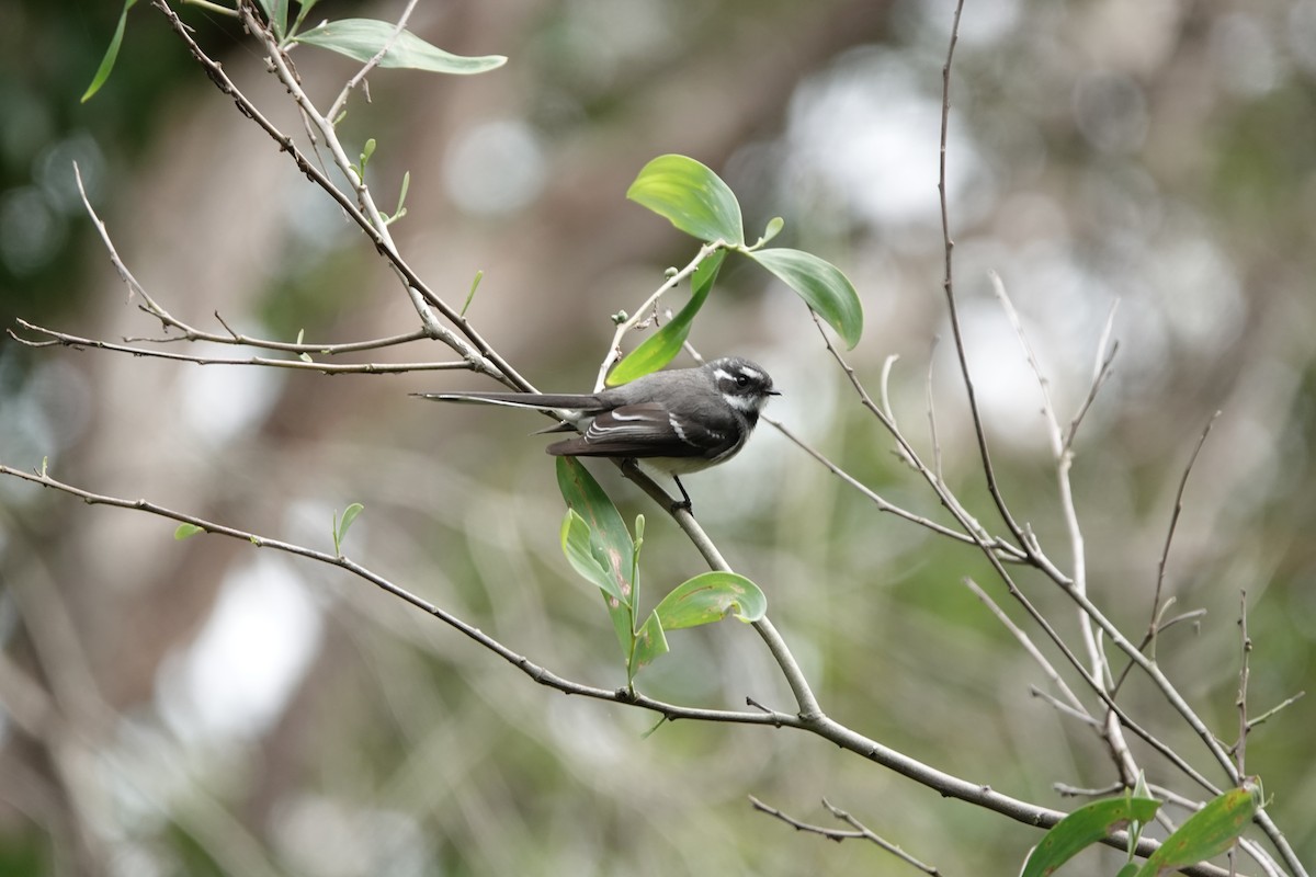 Gray Fantail - DR Yelesich