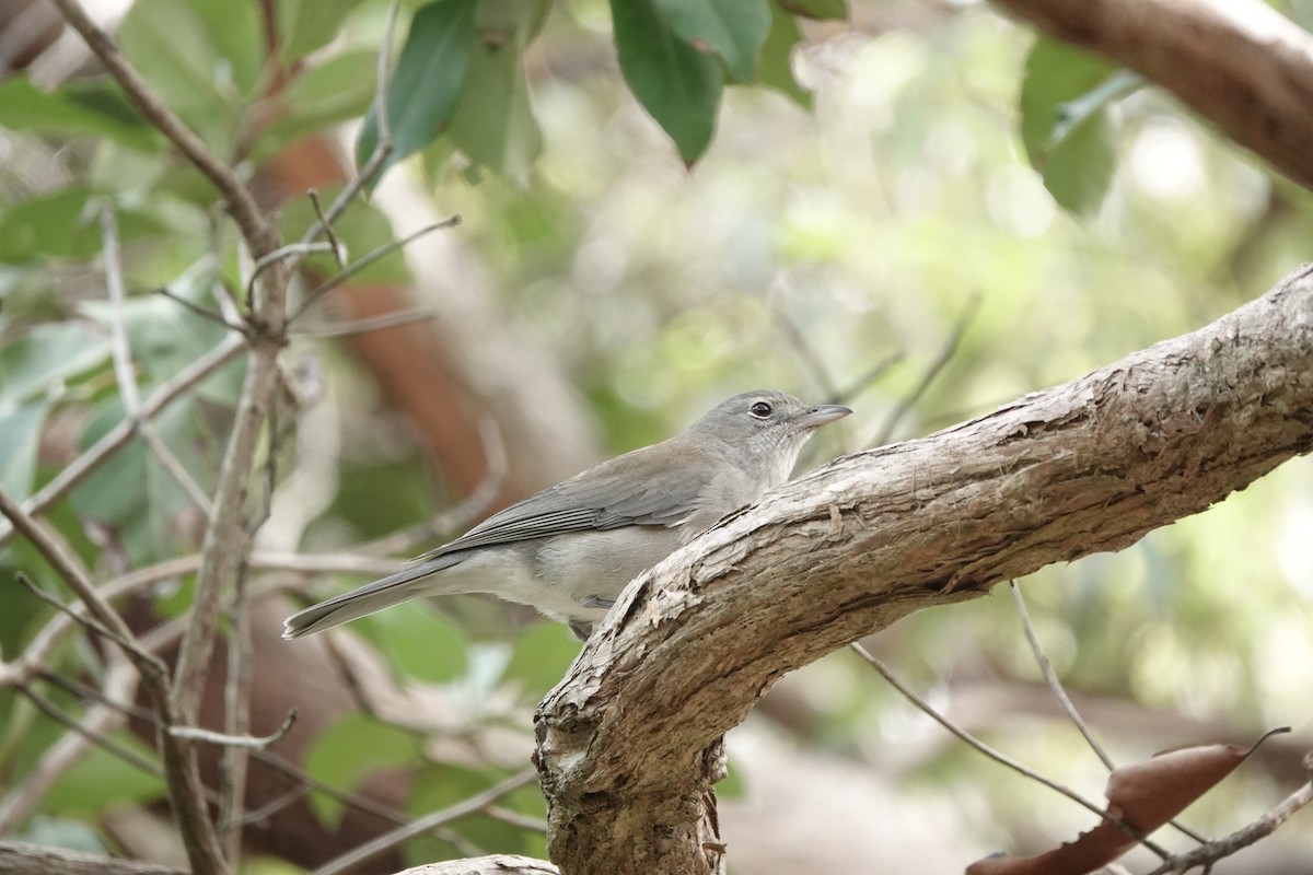 Gray Shrikethrush - DR Yelesich