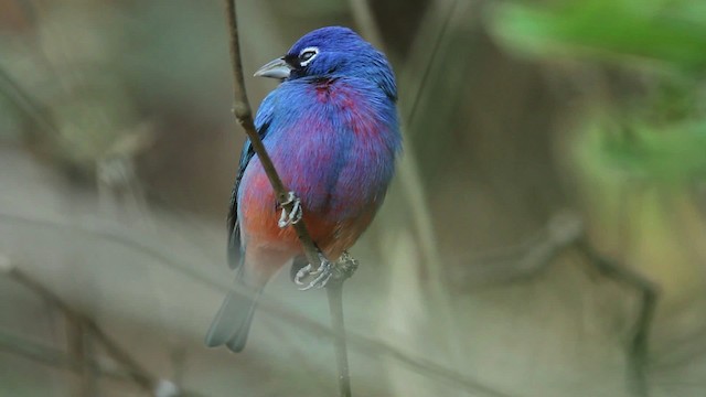 Rose-bellied Bunting - ML477793