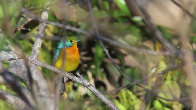 Passerin arc-en-ciel - ML477795