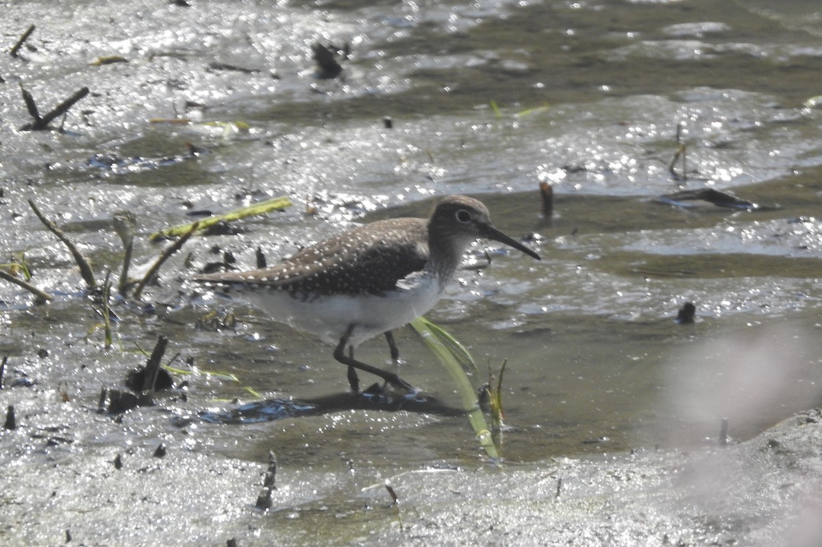 Solitary Sandpiper - ML477795701