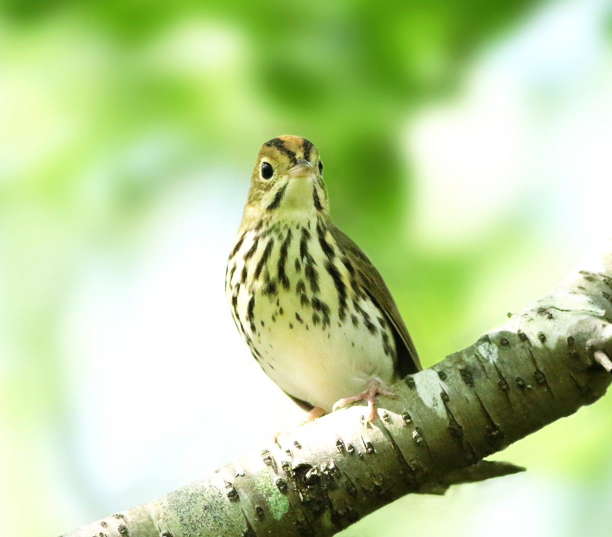 Ovenbird - ML477796131