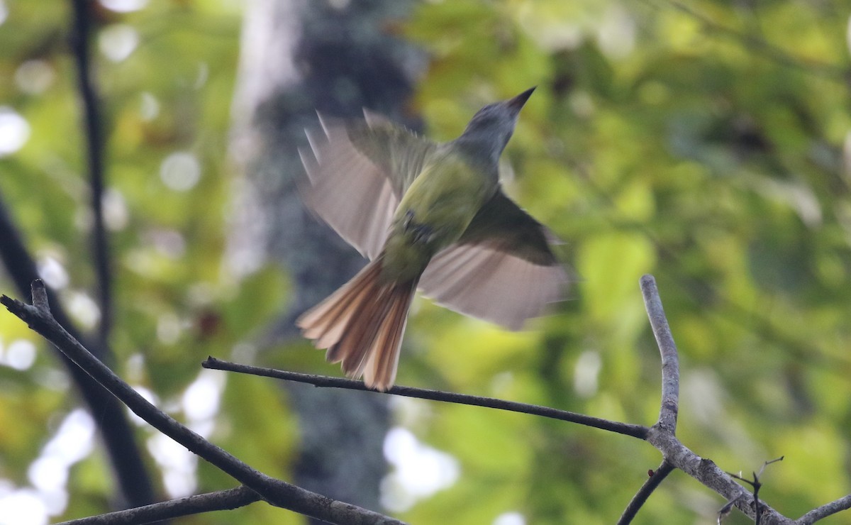 Great Crested Flycatcher - ML477796281