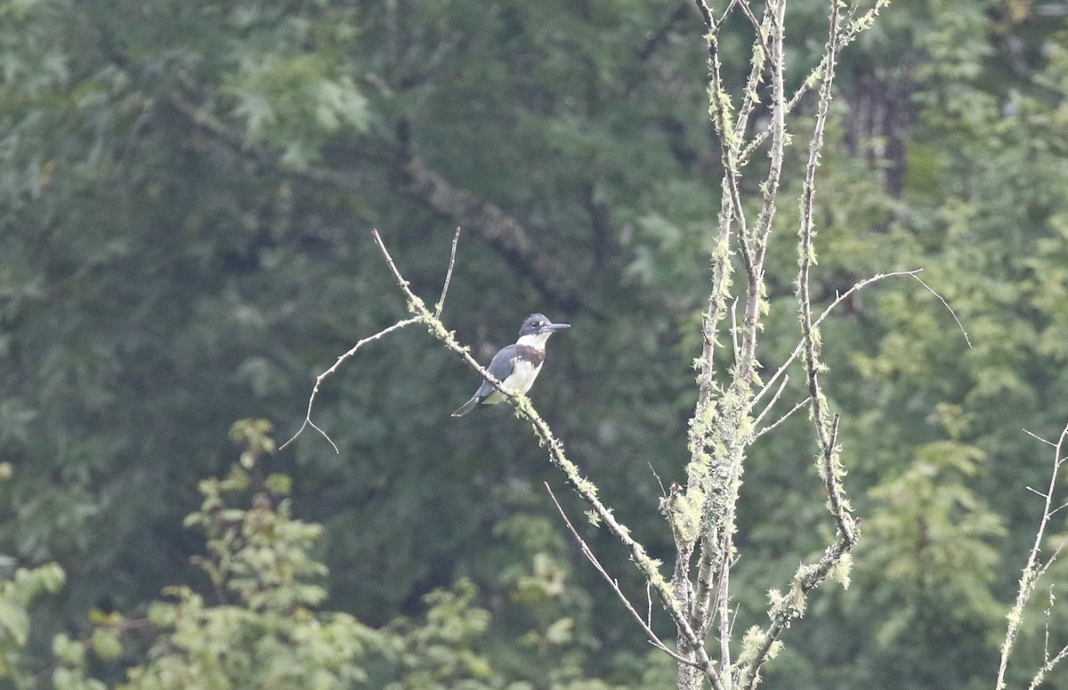 Martin-pêcheur d'Amérique - ML477796351