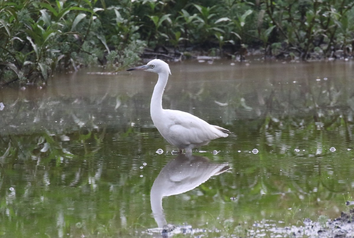 Little Blue Heron - ML477796361