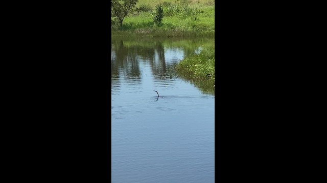 Anhinga - ML477796511