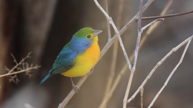 Orange-breasted Bunting - ML477797