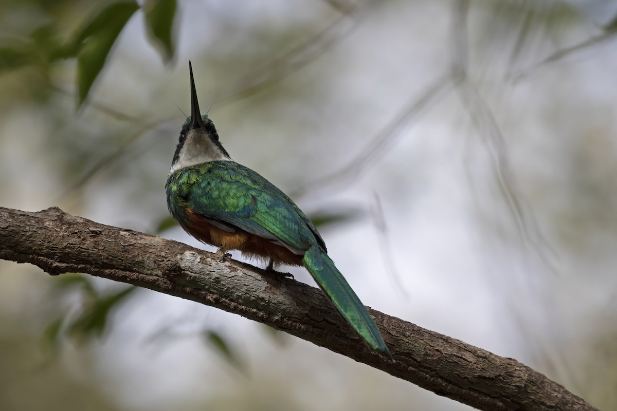 Jacamar à queue rousse - ML477797491