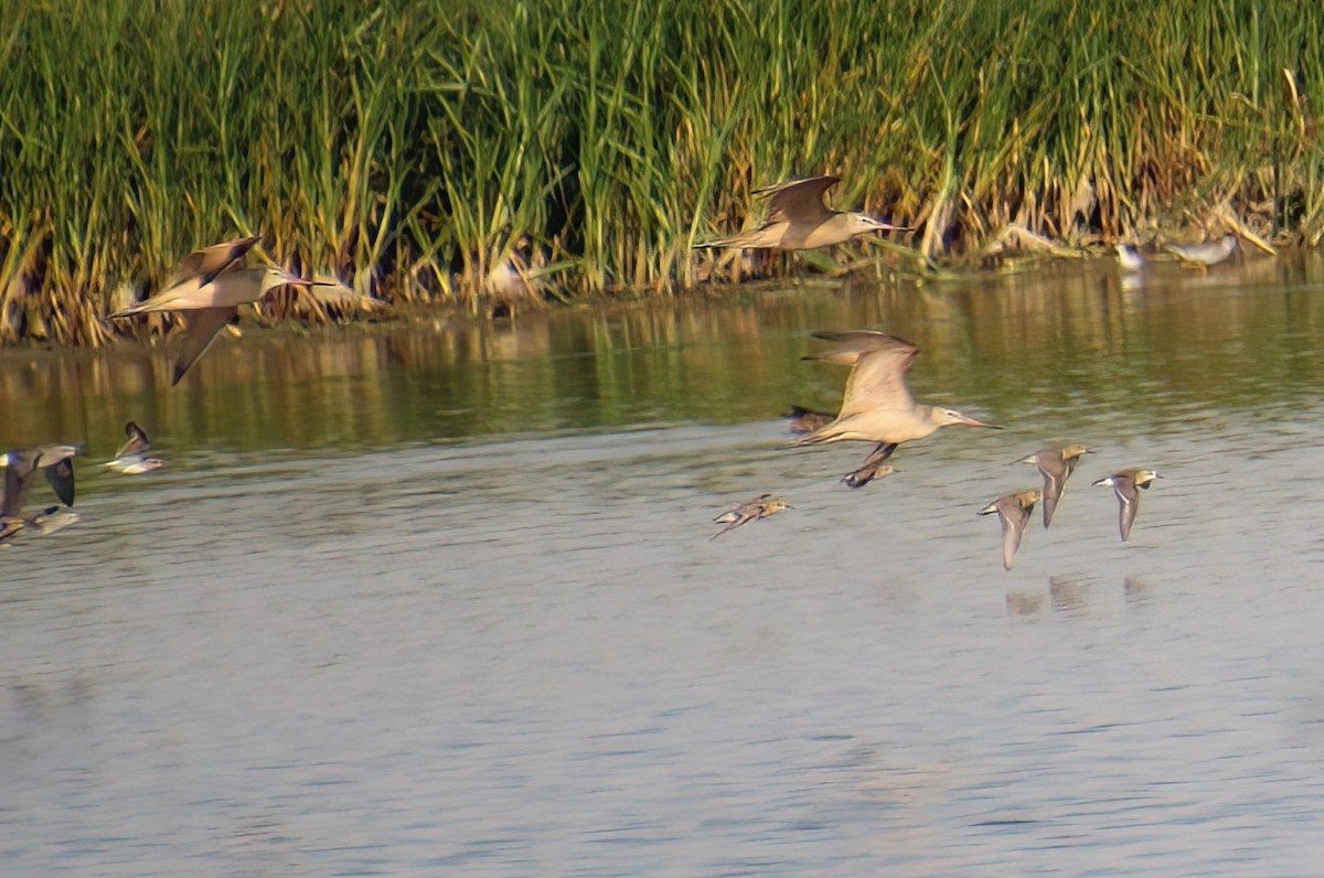 Marbled Godwit - ML477798571