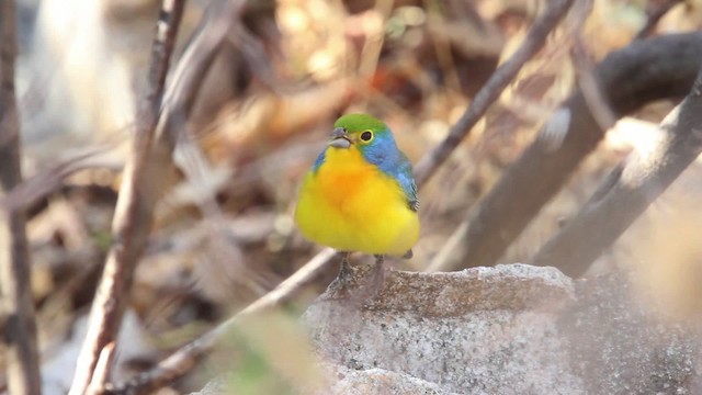 Passerin arc-en-ciel - ML477799