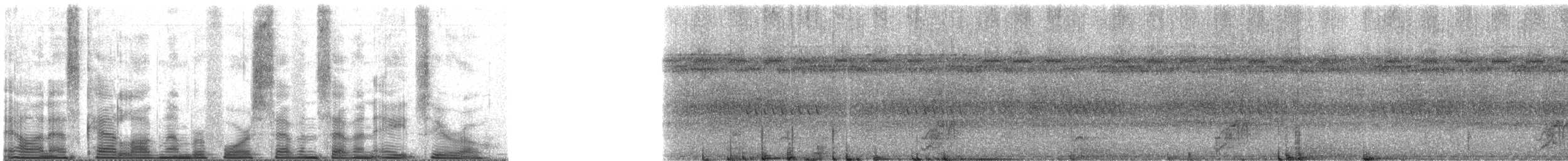 Conopophage du Pérou - ML47780