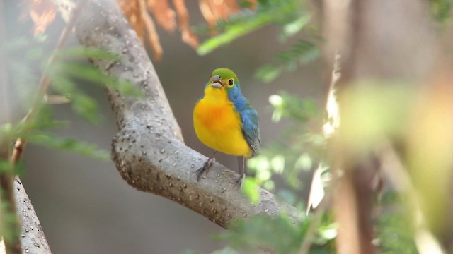 Orange-breasted Bunting - ML477800