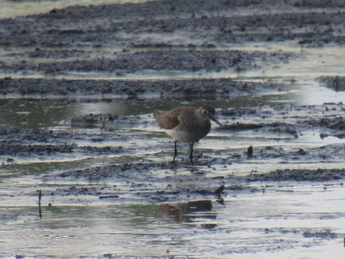 Solitary Sandpiper - ML477800211