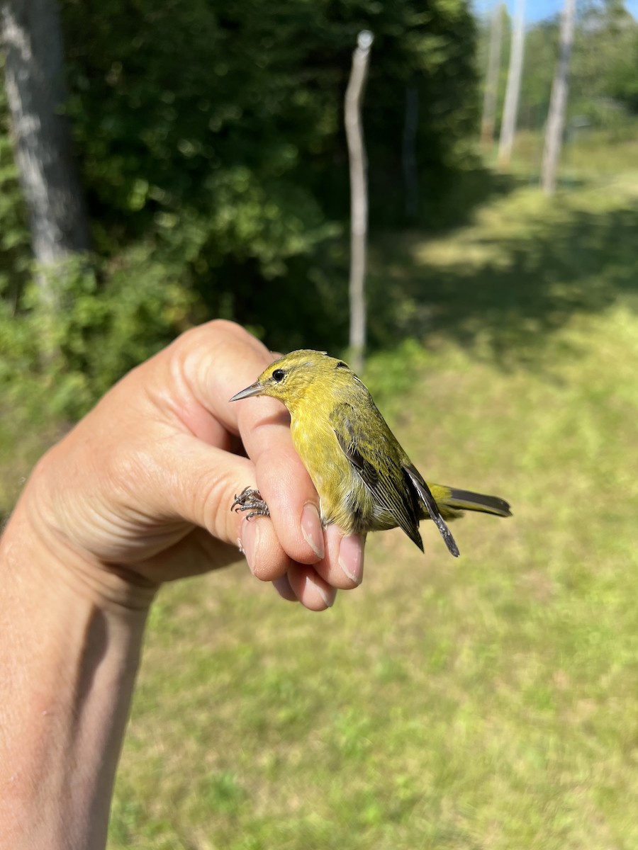 Tennessee Warbler - Steve Holzman