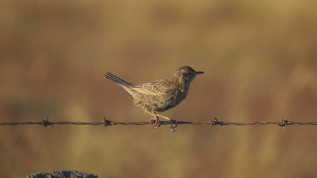 Brown Songlark - ML477800891