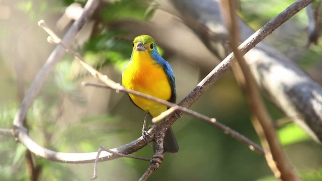 Passerin arc-en-ciel - ML477801