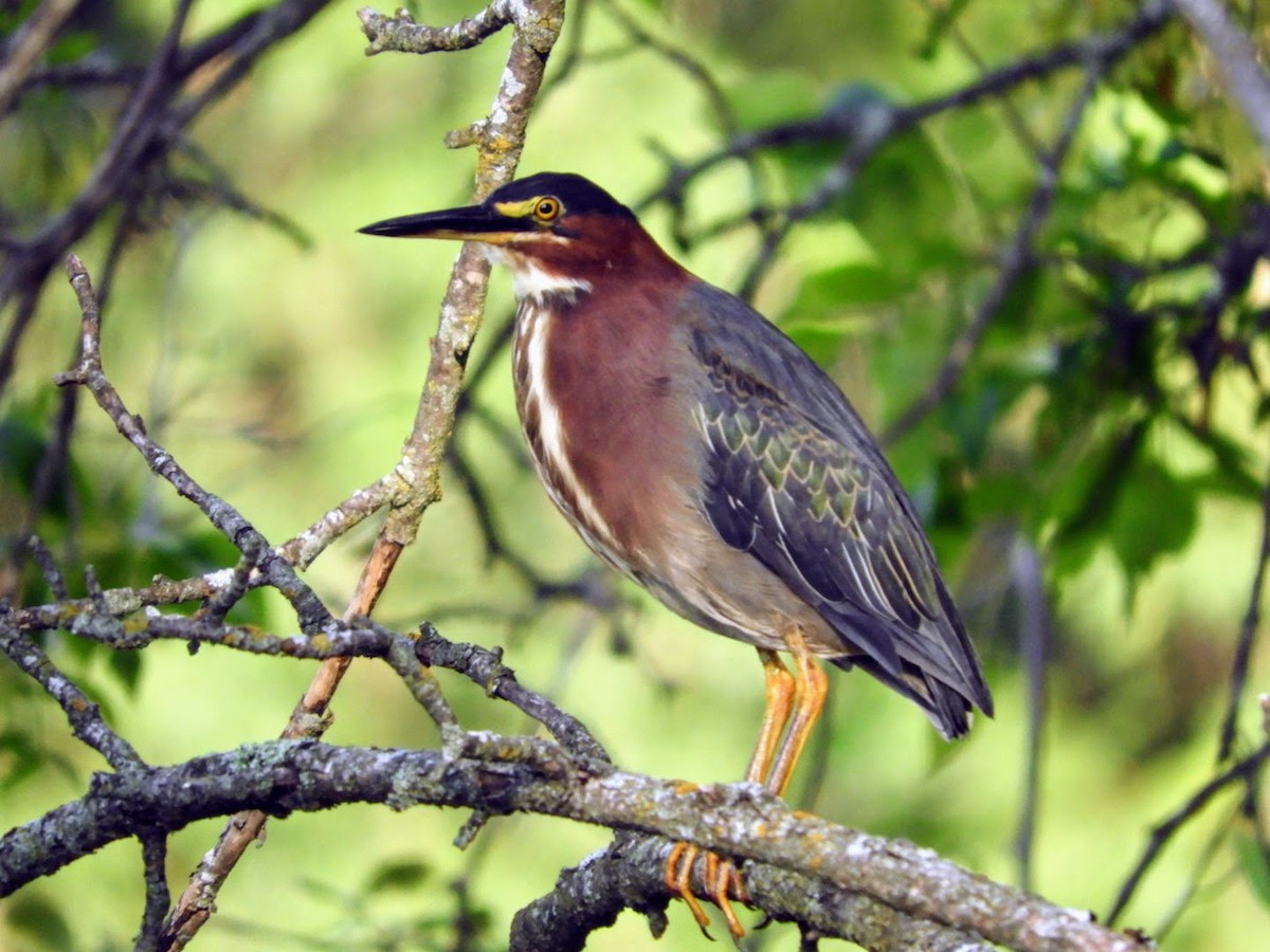 Green Heron - ML477801511