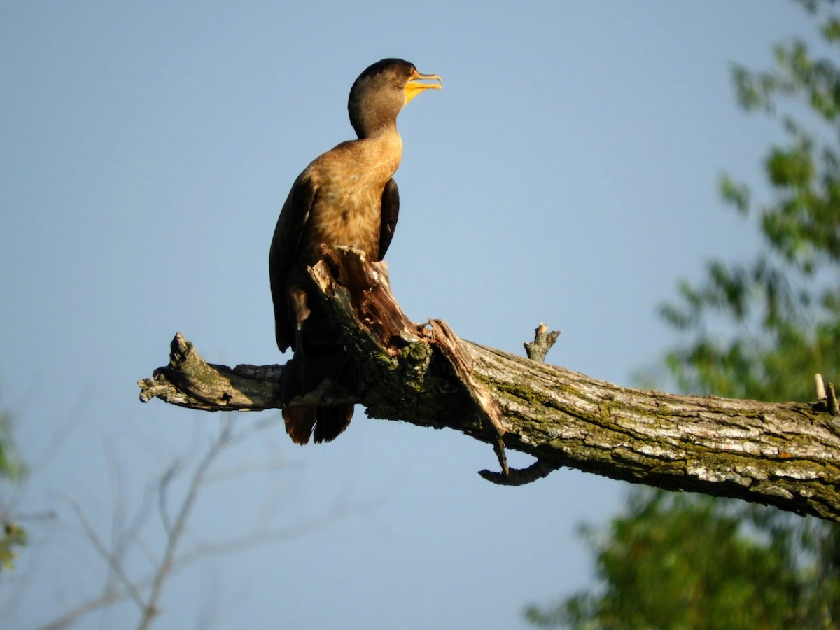 Cormoran à aigrettes - ML477801991