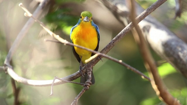 Orange-breasted Bunting - ML477802