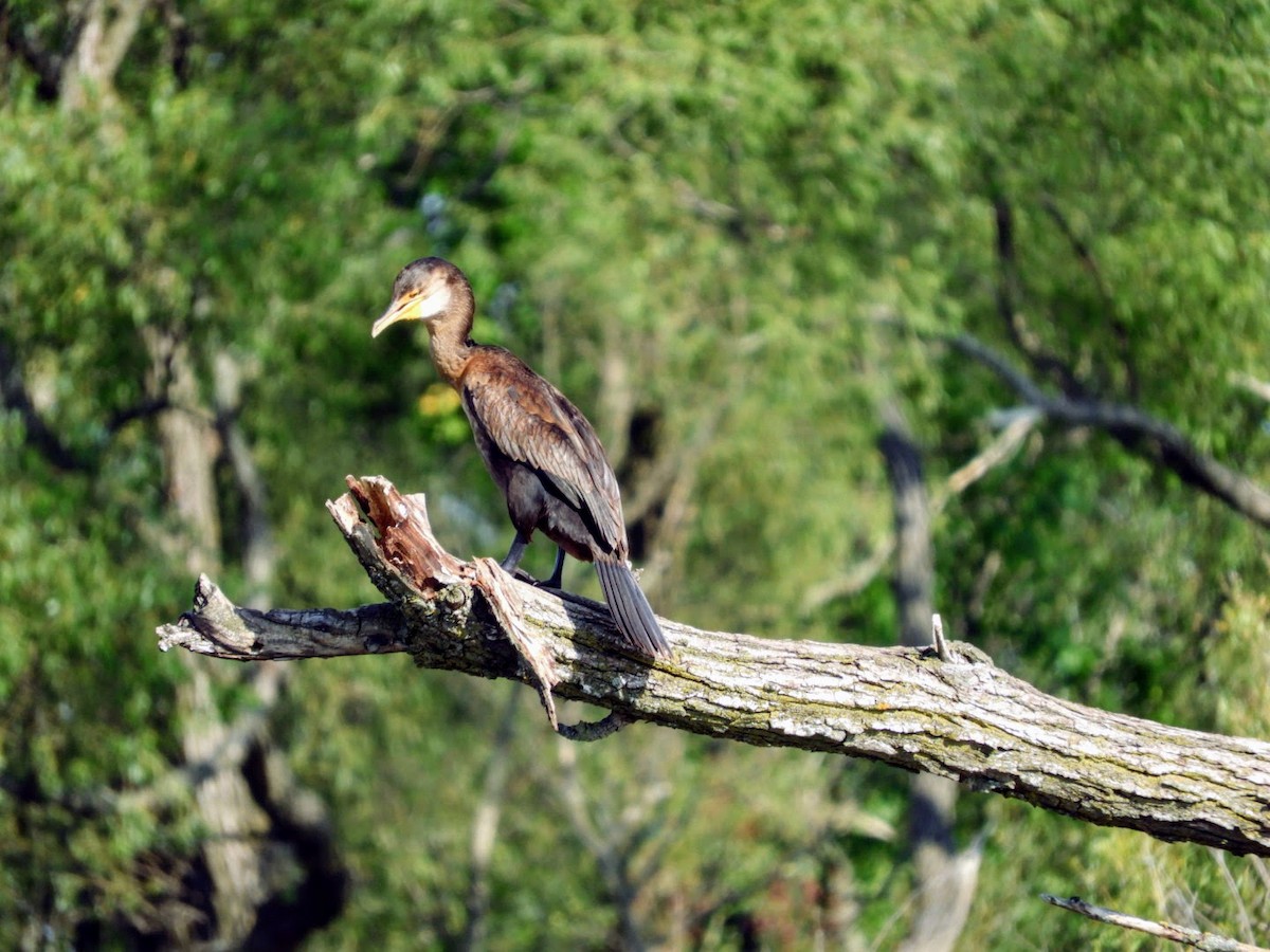 Cormoran à aigrettes - ML477802661