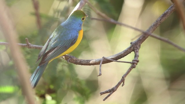 Orange-breasted Bunting - ML477803