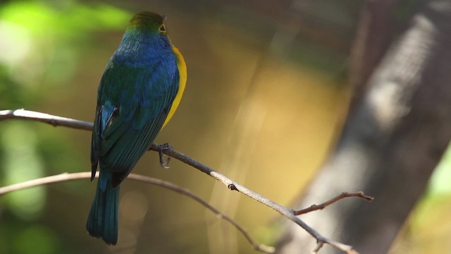 Orange-breasted Bunting - ML477804