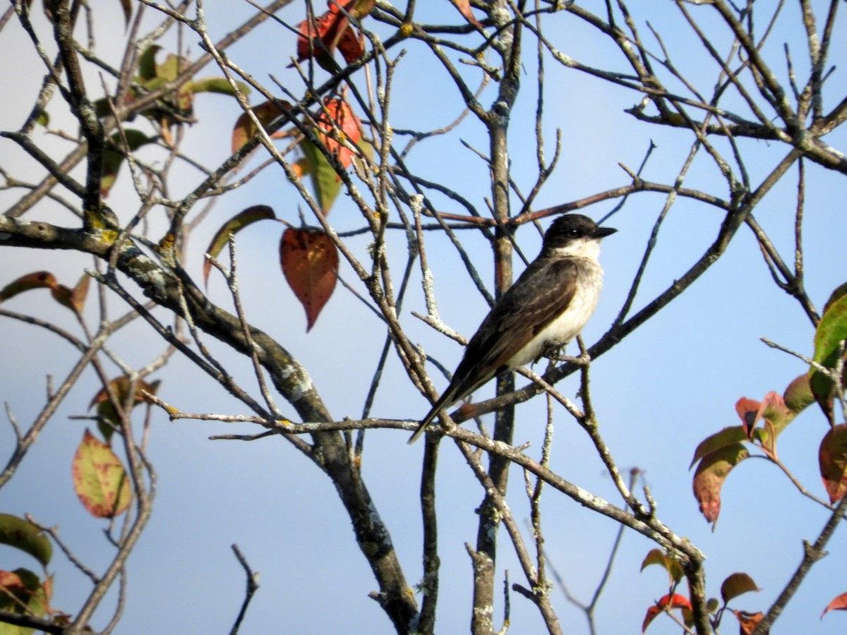 Eastern Kingbird - patricia kuzma sell