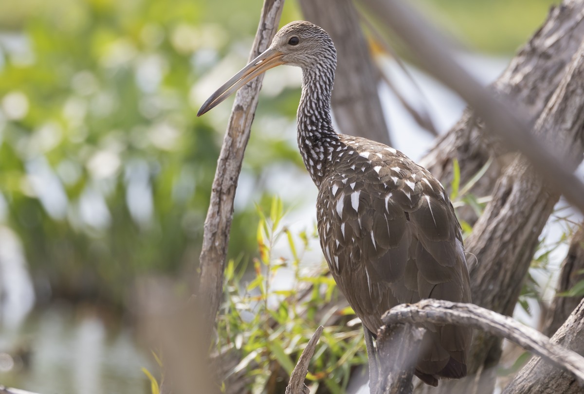 Limpkin - Caleb Putnam