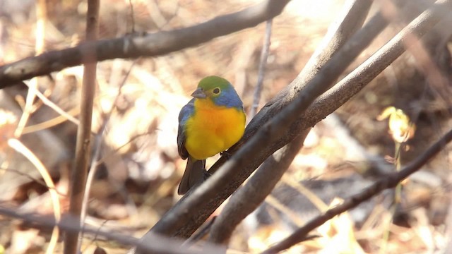 Passerin arc-en-ciel - ML477805