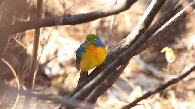 Orange-breasted Bunting - ML477806