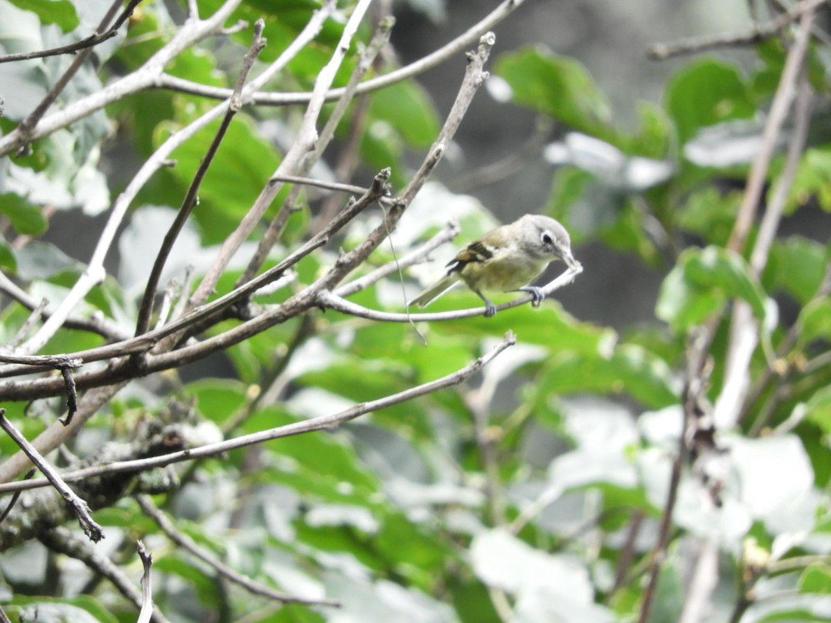 Plumbeous Vireo - ML477806241