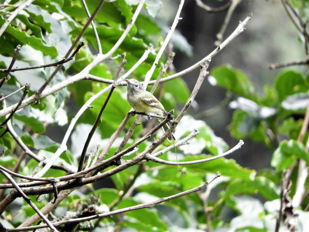 Plumbeous Vireo - ML477806251