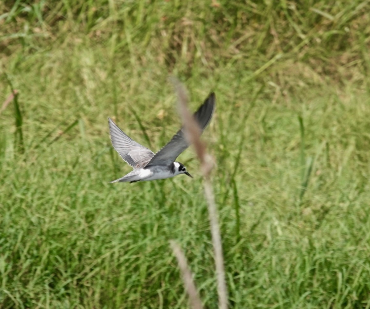 Black Tern - ML477806471