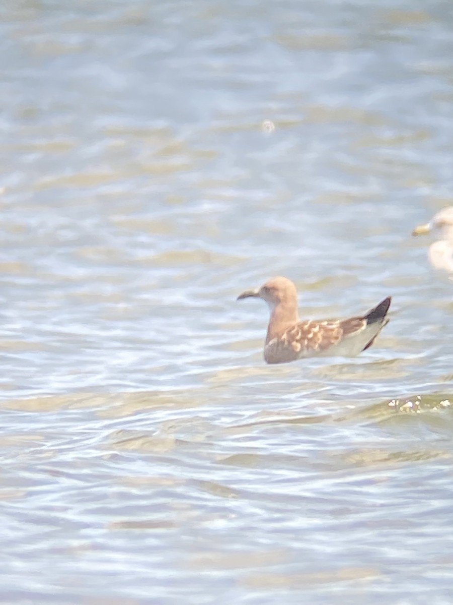 Laughing Gull - ML477806881