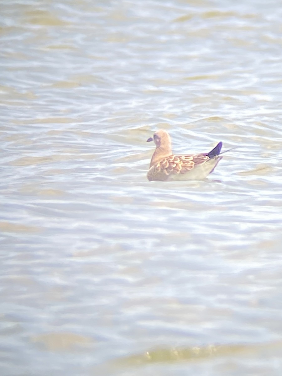 Laughing Gull - ML477806891