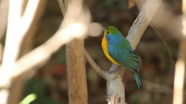 Orange-breasted Bunting - ML477807