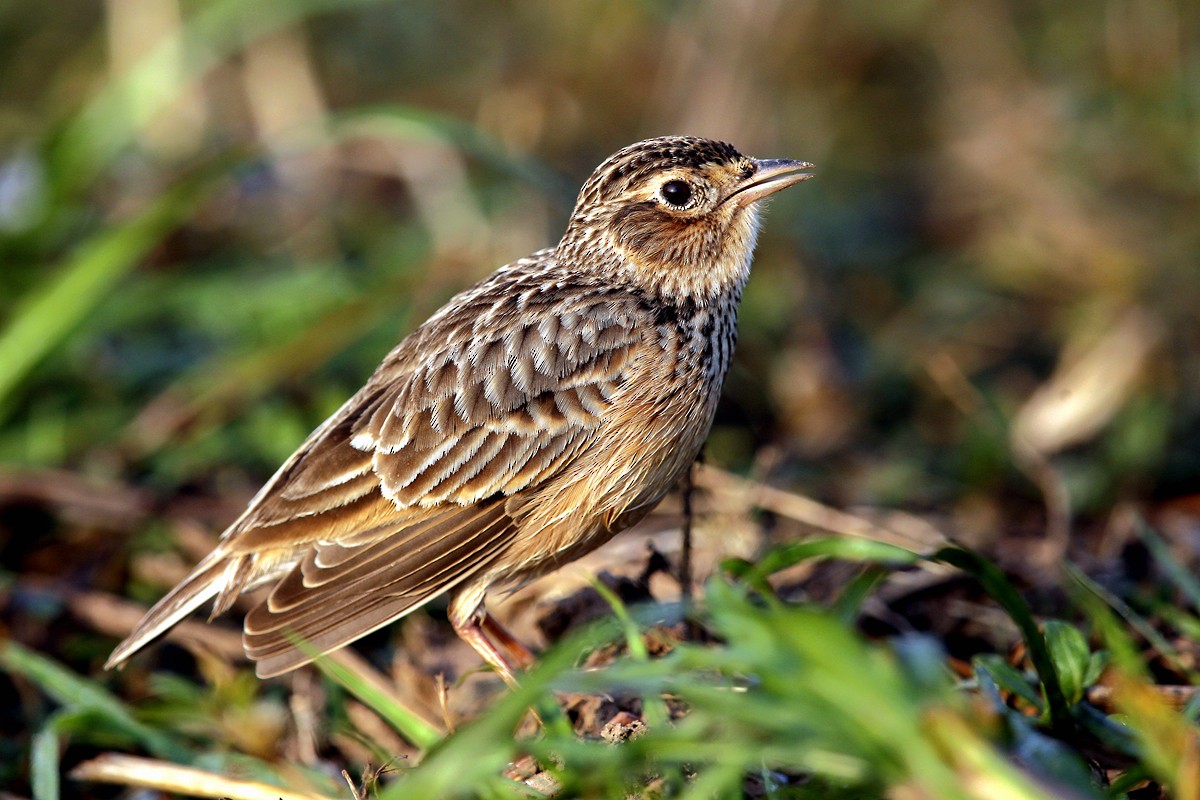 Oriental Skylark - 独行虾 Bird.soong