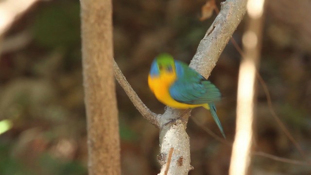 Passerin arc-en-ciel - ML477808