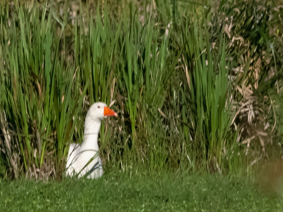 Coscoroba Swan - ML477808861