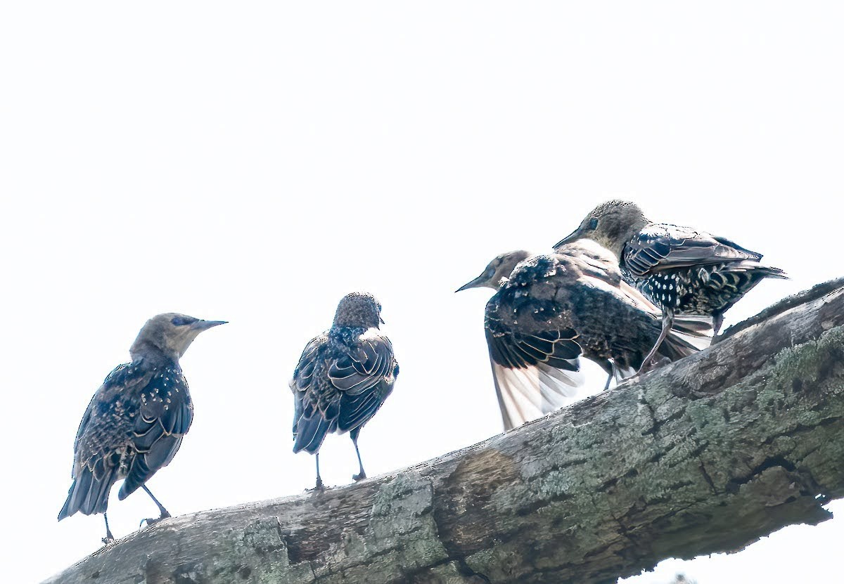 European Starling - ML477808921