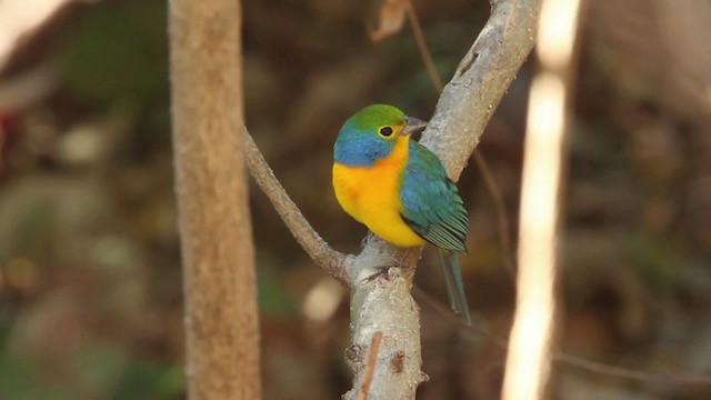 Orange-breasted Bunting - ML477809