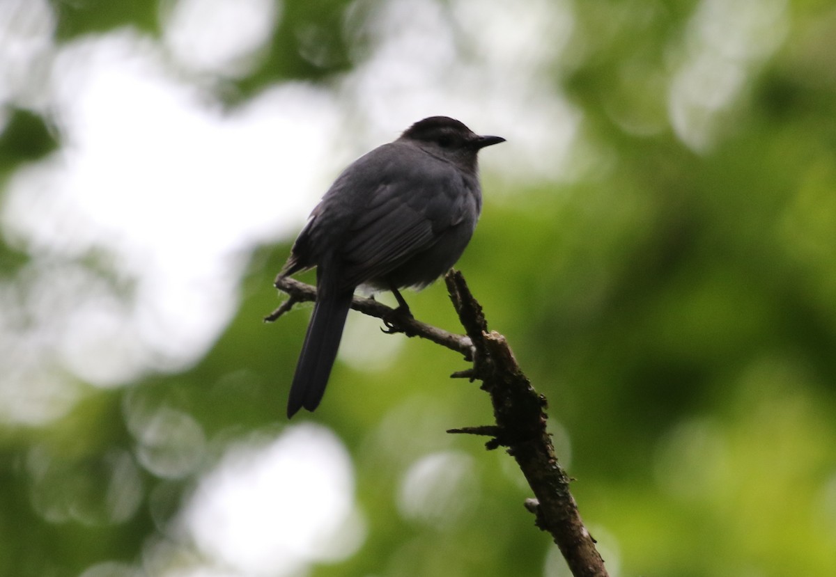 Gray Catbird - ML477809011