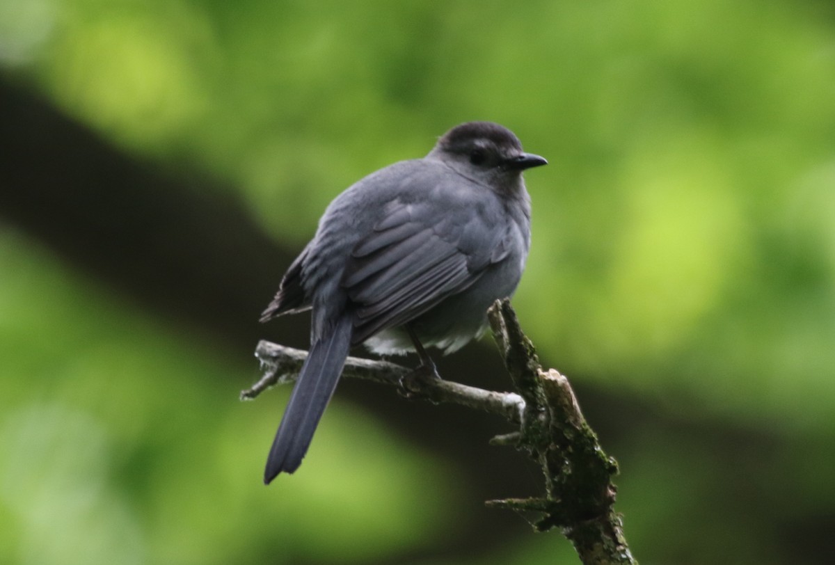 Gray Catbird - ML477809021