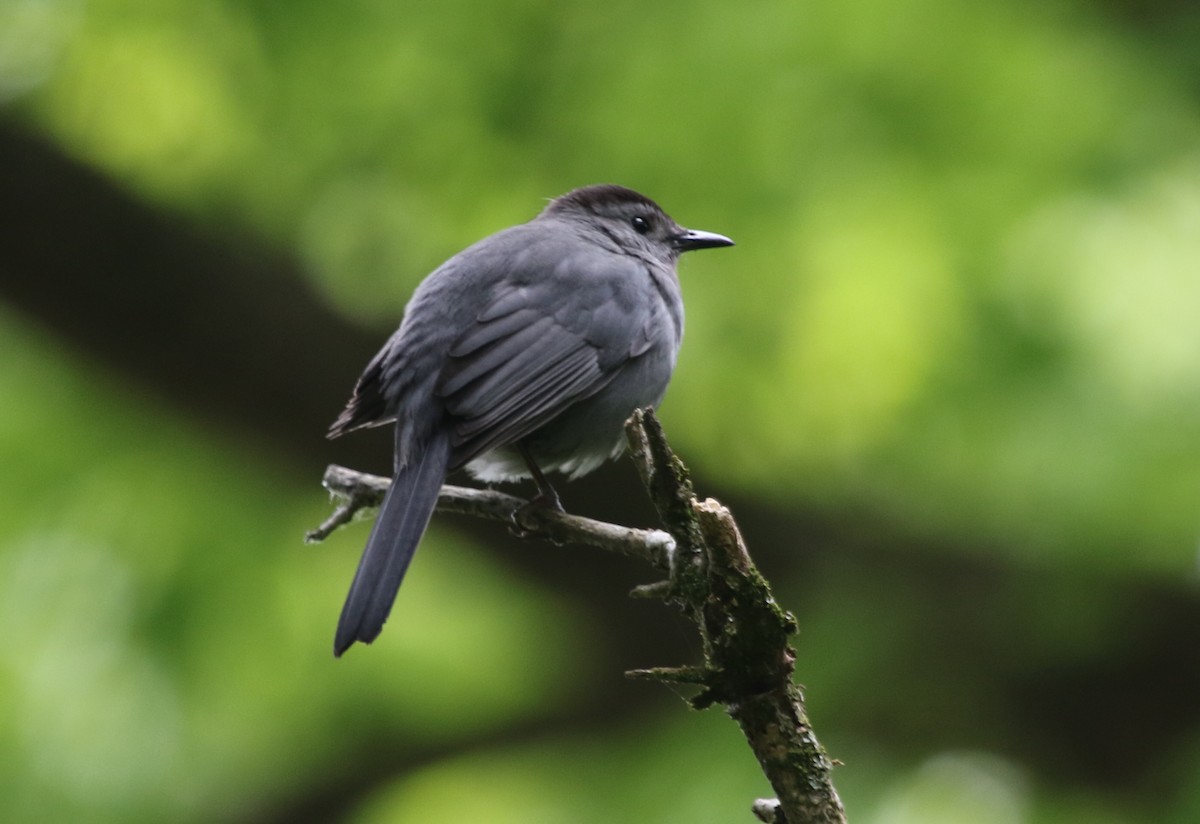 Gray Catbird - ML477809031