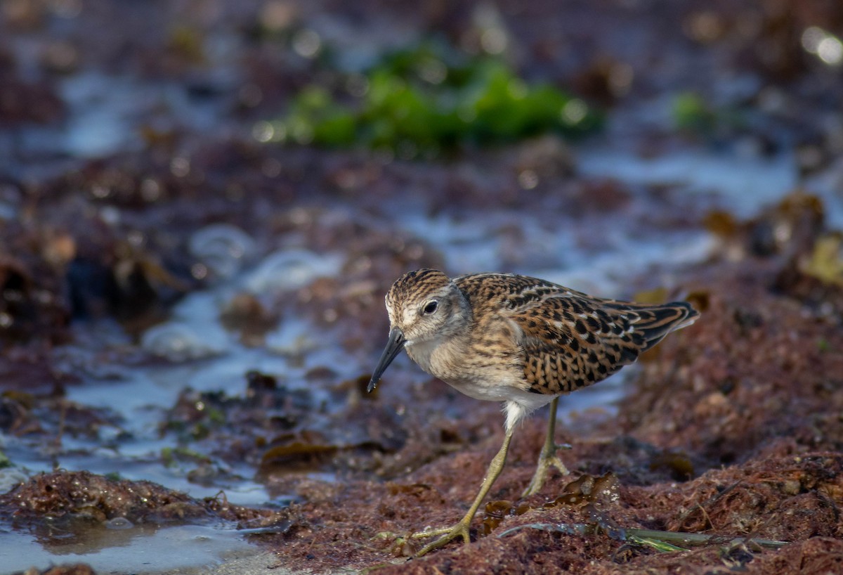 pygmésnipe - ML477809781