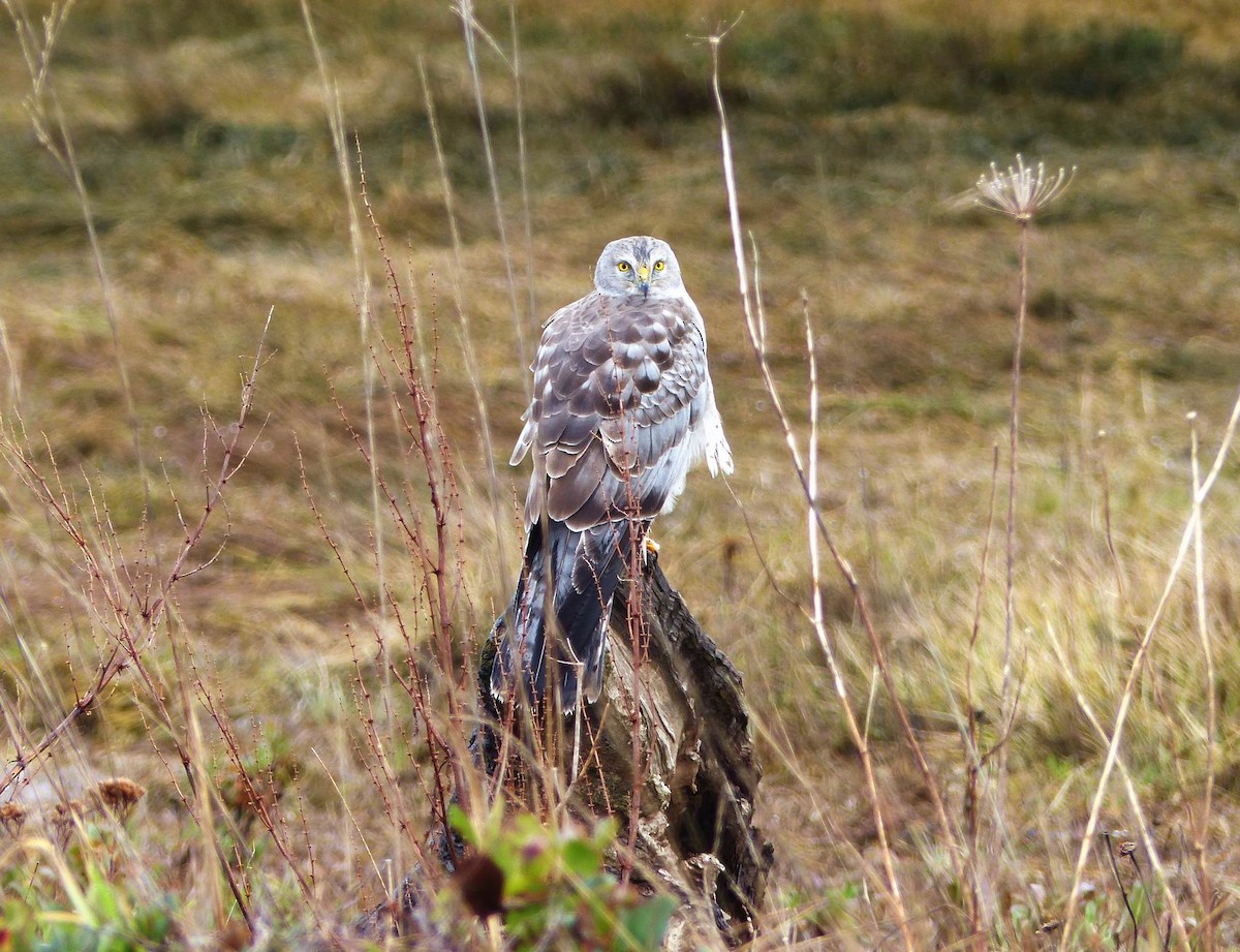 Northern Harrier - ML47780981