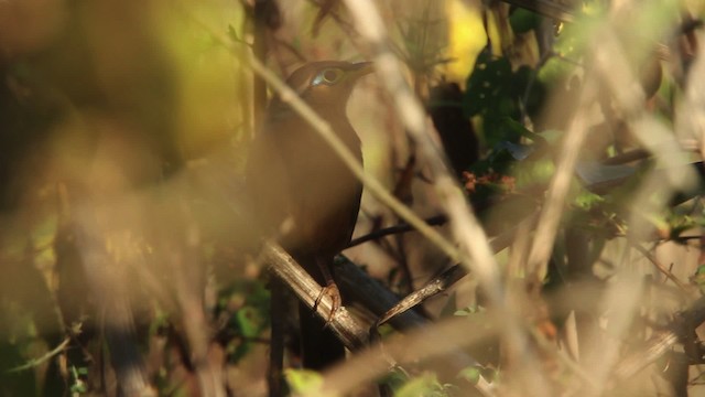 Lesser Ground-Cuckoo - ML477810